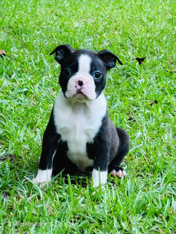 Ross – Boston Terrier puppy for sale in Foxworth, MS