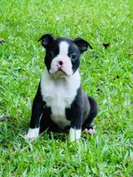 Ross, a male Boston Terrier for sale in Foxworth, MS – 1 of 6