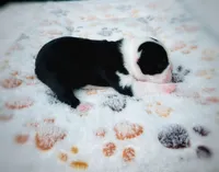 Lilly, a female Boston Terrier for sale in Foxworth, MS – 4 of 5