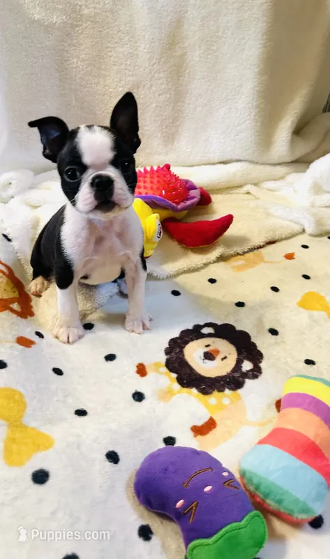 Scobby – Boston Terrier puppy for sale in Foxworth, MS