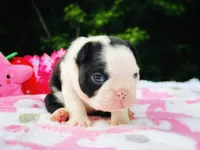 Claire, a female Boston Terrier for sale in Foxworth, MS – 3 of 6