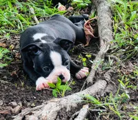 Carter, a male Boston Terrier for sale in Foxworth, MS – 4 of 6