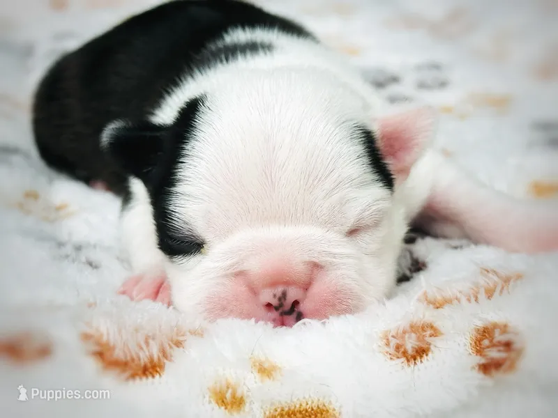 Rossette – Boston Terrier puppy for sale in Foxworth, MS