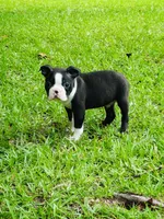 Ross, a male Boston Terrier for sale in Foxworth, MS – 4 of 6
