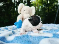 Sam, a male Boston Terrier for sale in Foxworth, MS – Photo 6 of 6