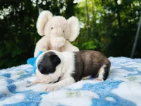 Sam, a male Boston Terrier for sale in Foxworth, MS – Photo 5 of 6