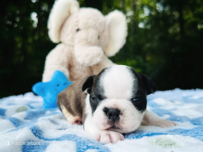 Sam – Boston Terrier puppy for sale in Foxworth, MS