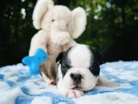 Sam, a male Boston Terrier for sale in Foxworth, MS – Photo 1 of 6