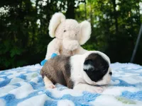 Sam, a male Boston Terrier for sale in Foxworth, MS – Photo 4 of 6