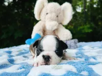 Sam, a male Boston Terrier for sale in Foxworth, MS – Photo 3 of 6