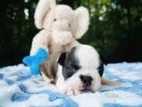 Sam, a male Boston Terrier for sale in Foxworth, MS – Photo 2 of 6