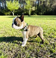 Kyle , a male Boston Terrier for sale in Foxworth, MS – Photo 1 of 4