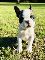 Kyle , a male Boston Terrier for sale in Foxworth, MS – Photo 4 of 4