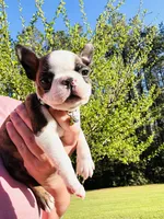 Kyle , a male Boston Terrier for sale in Foxworth, MS – Photo 3 of 4