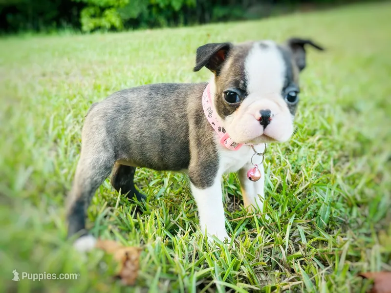 Rose – Boston Terrier puppy for sale in Foxworth, MS