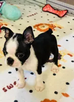 Scobby, a male Boston Terrier for sale in Foxworth, MS – 4 of 5