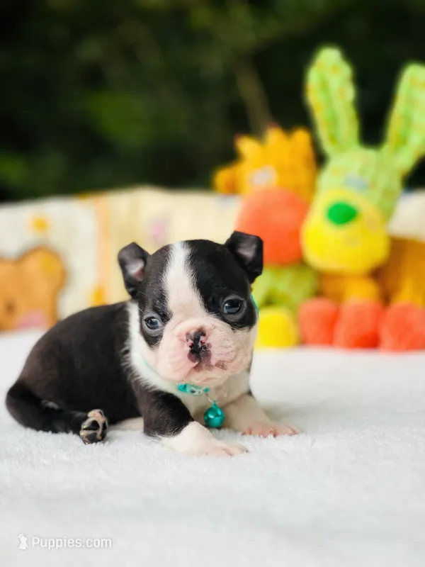 Froggy – Boston Terrier puppy for sale in Foxworth, MS
