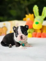 Froggy, a male Boston Terrier for sale in Foxworth, MS – 1 of 5