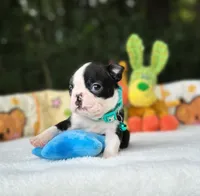 Froggy, a male Boston Terrier for sale in Foxworth, MS – 4 of 5