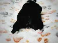 Rossette, a female Boston Terrier for sale in Foxworth, MS – 5 of 7