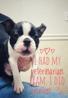 Buddy, a  Boston Terrier for sale in Foxworth, MS – 3 of 6