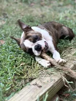 Macy. , a female Boston Terrier for sale in Foxworth, MS – 1 of 3