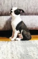 Sam, a male Boston Terrier for sale in Foxworth, MS – 2 of 2