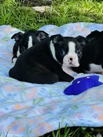 Ross, a male Boston Terrier for sale in Foxworth, MS – 6 of 6