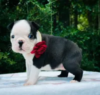 Bella., a female Boston Terrier for sale in Foxworth, MS – 2 of 5