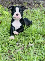 Carter, a male Boston Terrier for sale in Foxworth, MS – 5 of 6