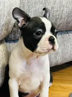 Buddy, a  Boston Terrier for sale in Foxworth, MS – 5 of 6