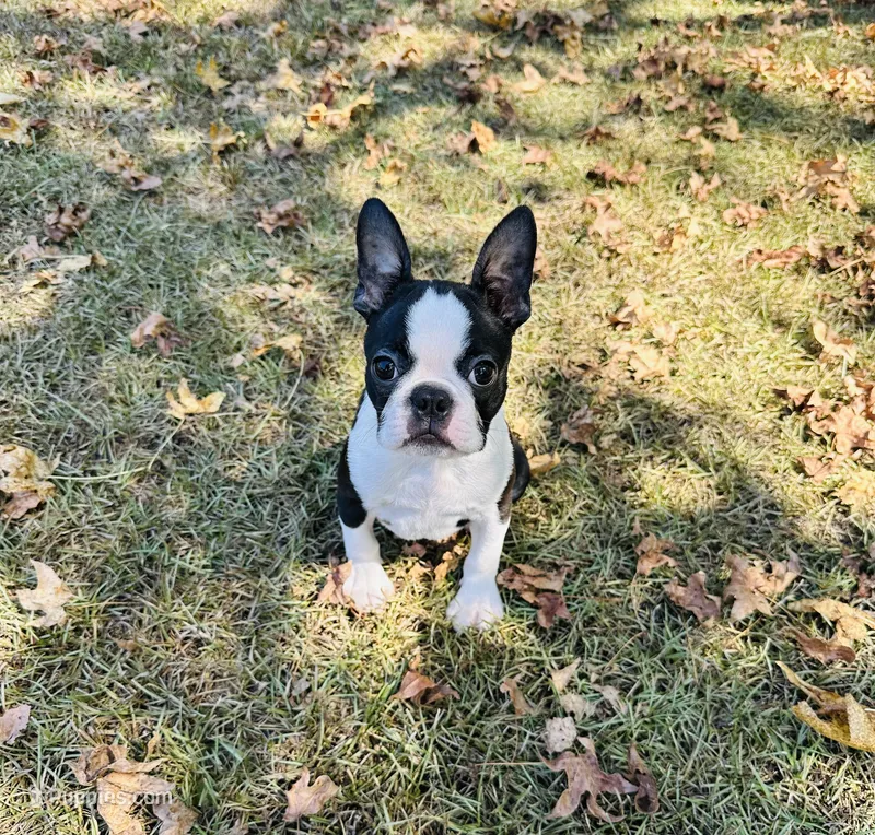 Scobby – Boston Terrier puppy for sale in Foxworth, MS