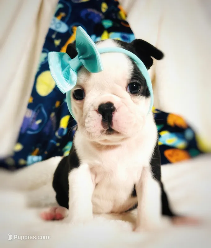 Bella. – Boston Terrier puppy for sale in Foxworth, MS