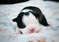 Bell, a female Boston Terrier for sale in Foxworth, MS – 5 of 7