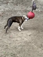 Macy. , a female Boston Terrier for sale in Foxworth, MS – 2 of 3
