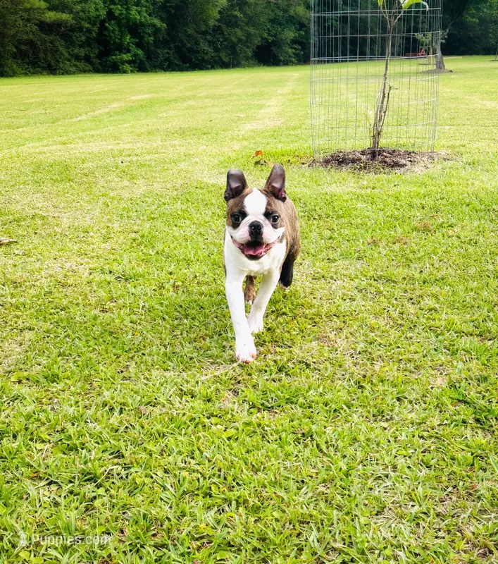 Kyle  – Boston Terrier puppy for sale in Foxworth, MS