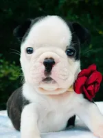 Bella., a female Boston Terrier for sale in Foxworth, MS – 1 of 5
