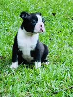 Ross, a male Boston Terrier for sale in Foxworth, MS – 2 of 6