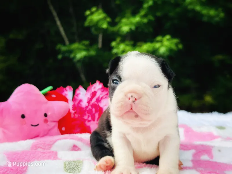 Claire, a female Boston Terrier for sale in Foxworth, MS – 1 of 6