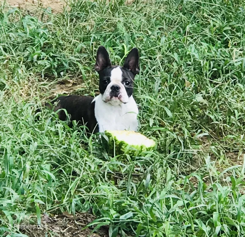 Chilli Pepper – Boston Terrier puppy for sale in Foxworth, MS