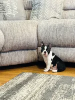 Buddy, a  Boston Terrier for sale in Foxworth, MS – 6 of 6