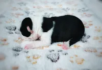 Lilly, a female Boston Terrier for sale in Foxworth, MS – 2 of 5