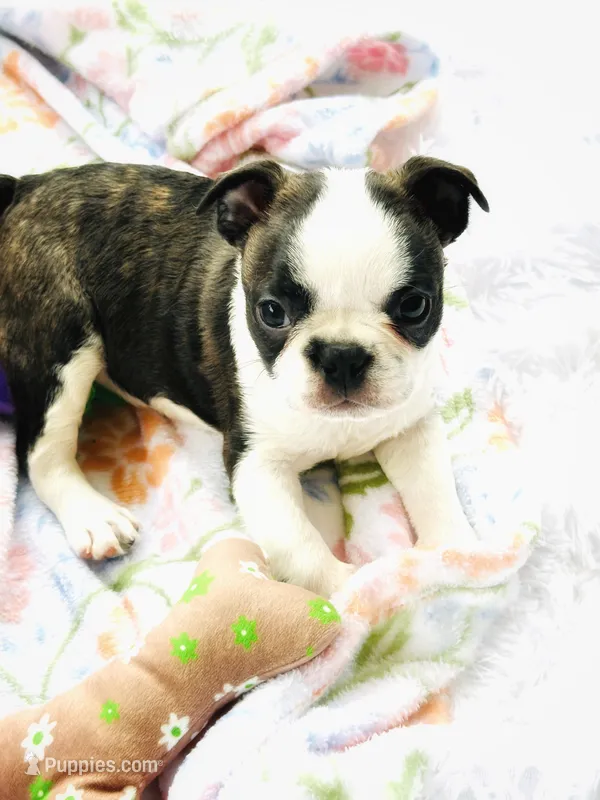 Sam – Boston Terrier puppy for sale in Foxworth, MS
