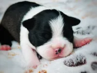 Daisy, a female Boston Terrier for sale in Foxworth, MS – 1 of 5
