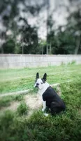 Dolly, a female Boston Terrier for sale in Foxworth, MS – 1 of 2