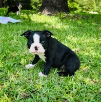 Carter, a male Boston Terrier for sale in Foxworth, MS – 3 of 6