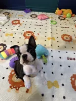 Scobby, a male Boston Terrier for sale in Foxworth, MS – 2 of 5