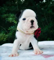 Bella., a female Boston Terrier for sale in Foxworth, MS – 3 of 5