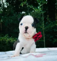 Bella., a female Boston Terrier for sale in Foxworth, MS – 4 of 5