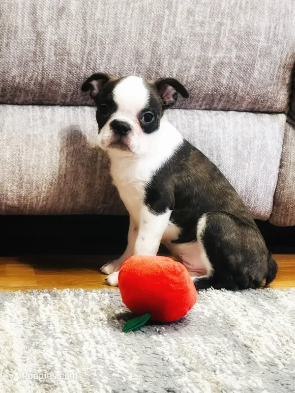 Sam – Boston Terrier puppy for sale in Foxworth, MS